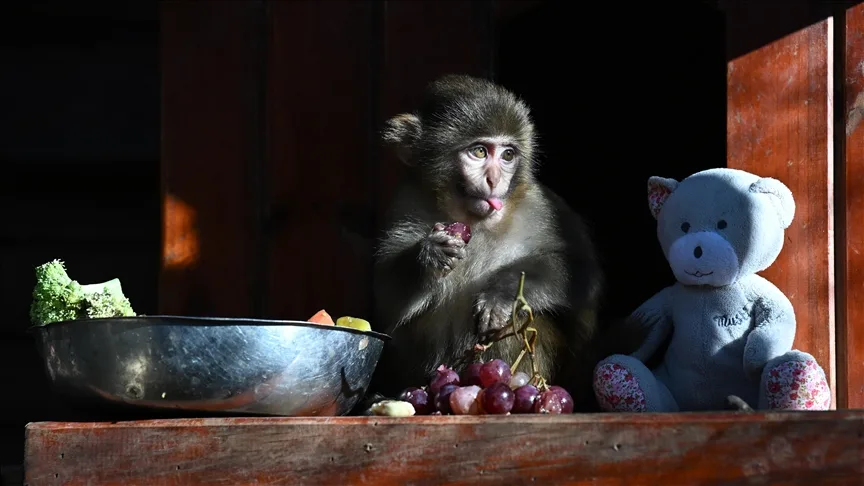 Kolide bulunan maymun yavrusu “Fıstık” yaşam parkının maskotu oldu