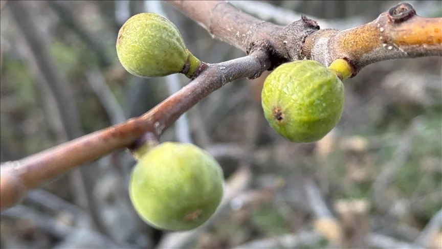 Karabük’te incir ağacı ocak ayında meyve verdi