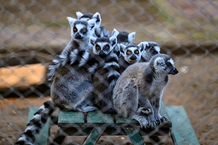 Doğal Yaşam Parkı sakinleri güneşli havanın tadını çıkarıyor