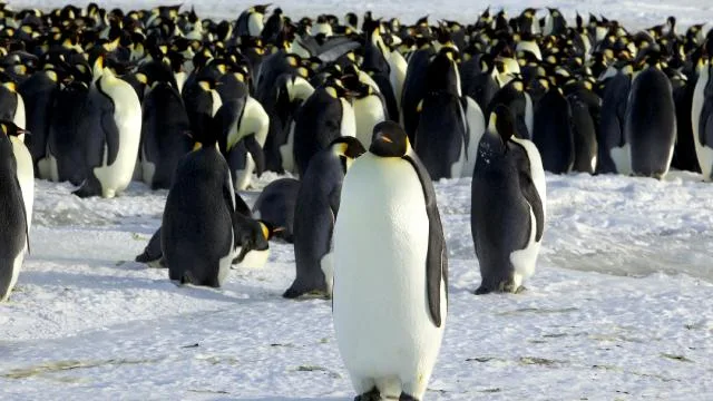 Çarpışma rotasında dev buzdağı: Penguenler ve foklar tehlikede