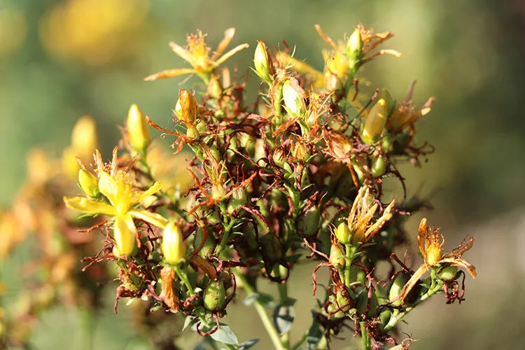 Karabük’te tıbbi aromatik bitki üretim alanı yüzde 74 arttı
