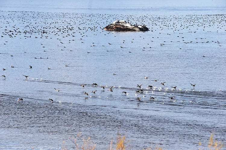 Muğla ve çevresindeki yağış bereketi Bafa Gölü’ne nefes aldırdı