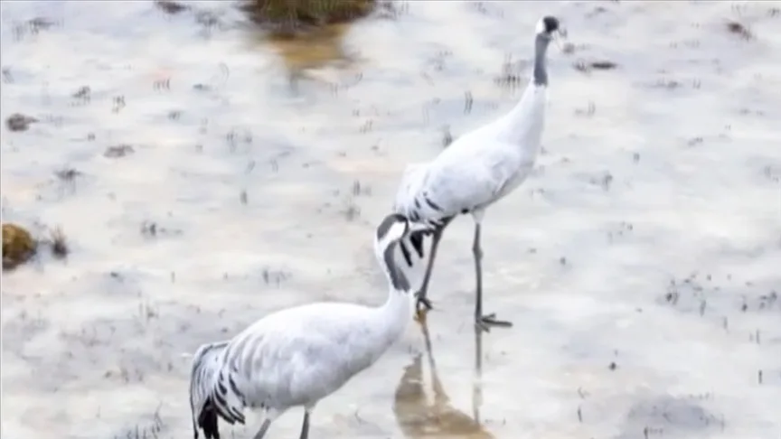 Erzincan’da sazlıkta konaklayan turnalar dronla görüntülendi