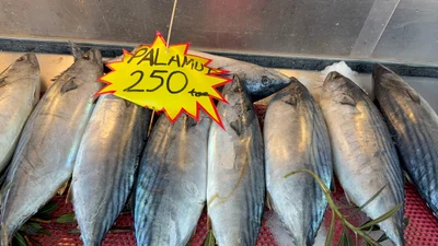 Karadeniz’de palamut sezonu yeniden açıldı