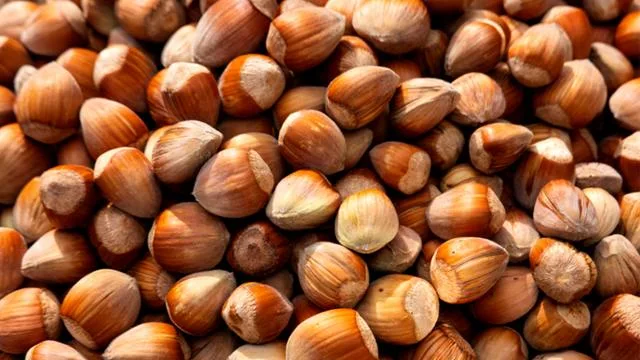 Türk fındığının en büyük talibi Almanya