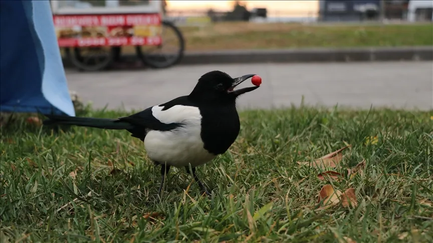 Tekirdağ’da “Rafa” ismi verilen saksağan tarihi çarşının maskotu oldu