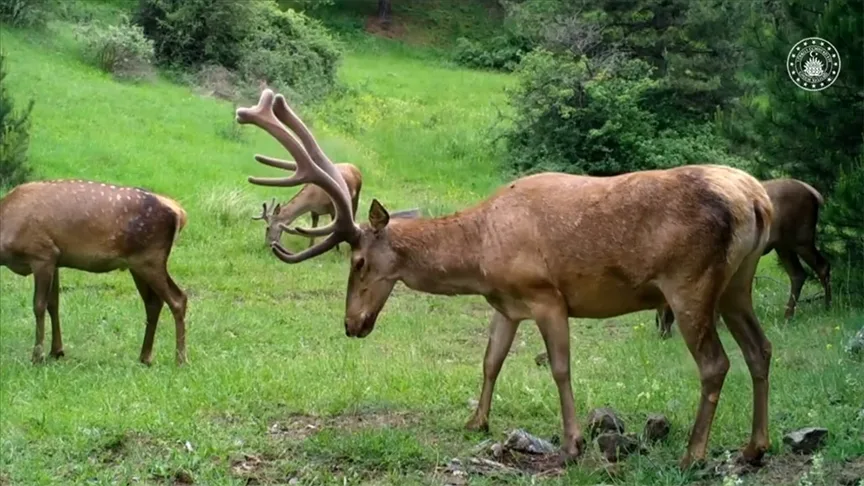 Çorum’da yabani hayvanlar fotokapan ile görüntülendi
