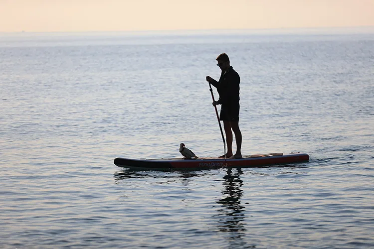 Mavi sularda bulunan tavuk “Deniz”, kürek sörfü eğitmenin yoldaşı oldu