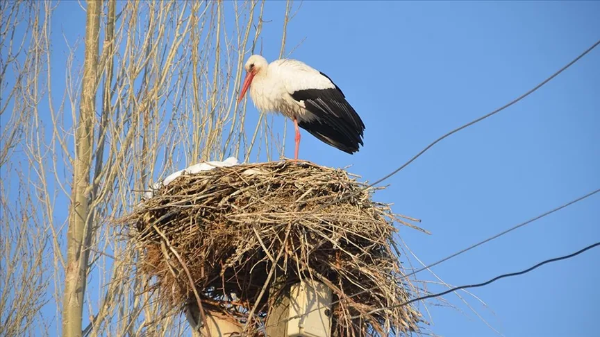 Yüksekova’da göç etmeyen leyleklere köylüler sahip çıkıyor