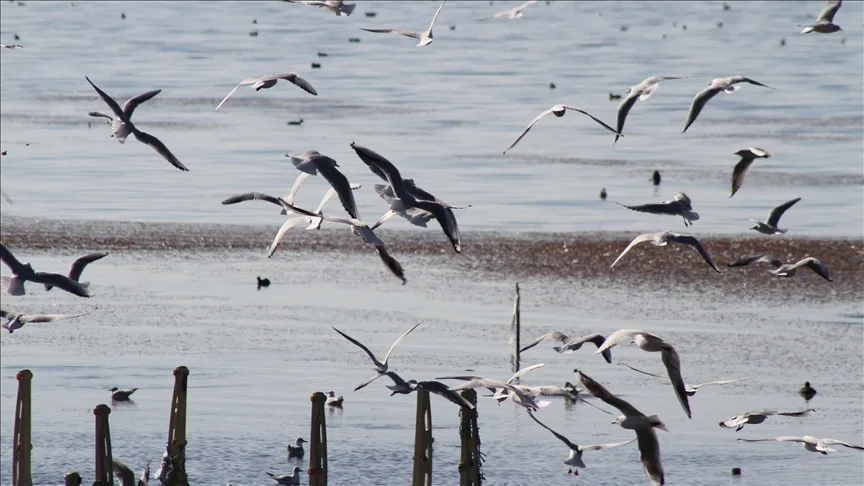 Türkiye üzerinden göç eden 490 kuş türünden 292’si Konya’daki sulak alanlara uğradı
