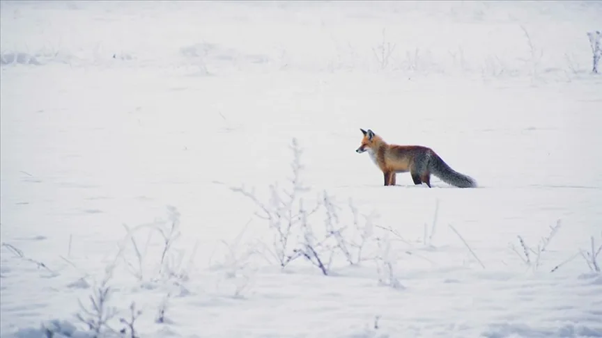Erzurum’da kızıl tilkinin karlı arazide yiyecek araması kamerada
