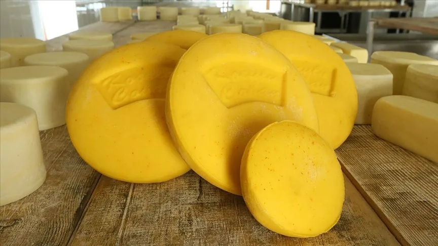 Kars’ın “safranlı peynir”i lezzet testleri sonrası tüketiciyle buluşacak