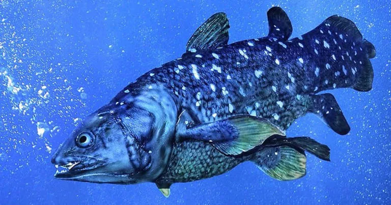 Araştırmacılar 420 Milyon Yıllık ‘Yaşayan Fosil’ Balık Türlerini Ortaya Çıkardılar