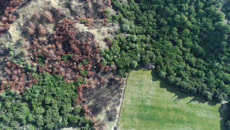 Orman yangınlarına karşı “güvenlik kuşakları” oluşturulacak