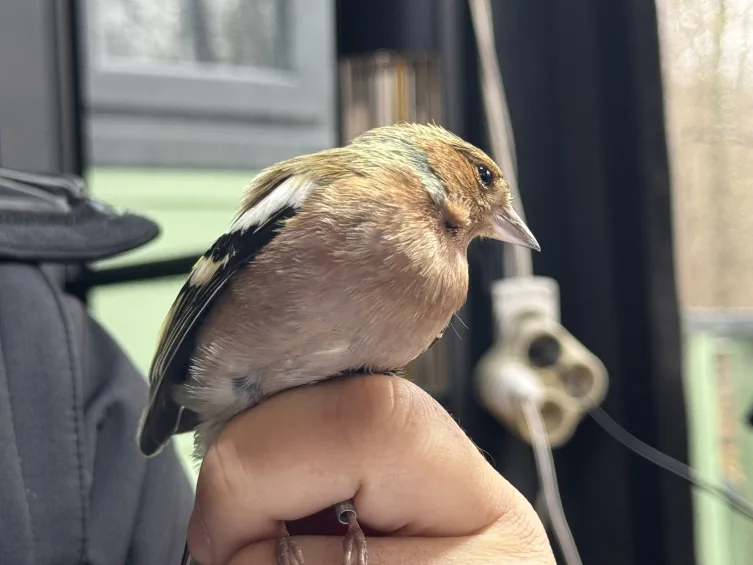 Ormanya’da kurulan istasyonda geçen yıl 1718 kuş halkalandı