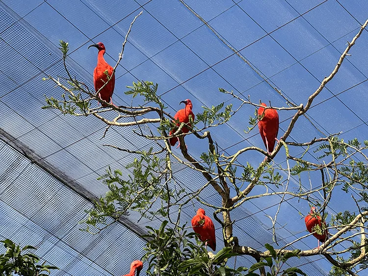 Dünyanın en büyük serbest uçuş kuş barınağı: Birds of Eden