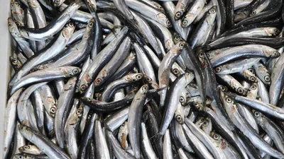 Tezgahların gözdesi hamsi ve çinekop