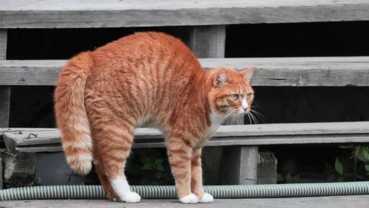 Kedilerin Sırtlarını Kamburlaştırıp Kabartmalarının Arkasındaki Tuhaf Sebepler