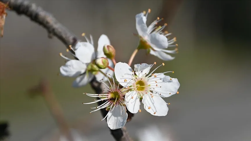 Manisa’da erik ve badem ağaçları çiçek açtı