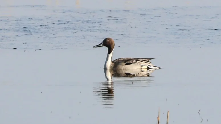 Yeni bir kuş türü daha kayda alındı