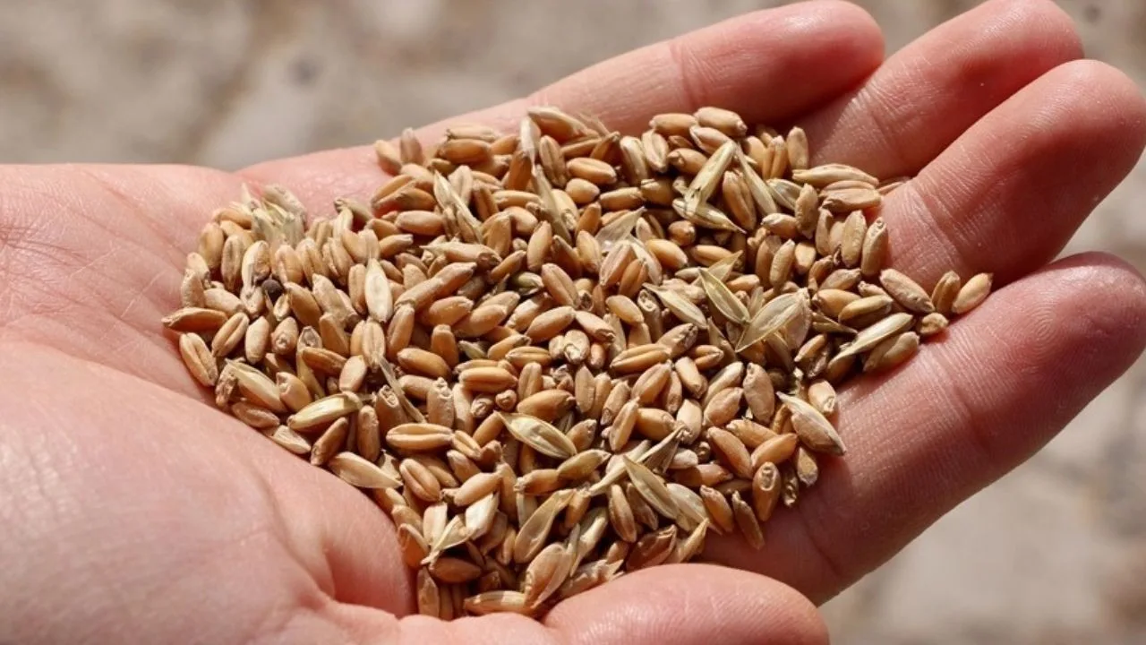 Ata tohumları Tarım Kredi marketlerde satılacak