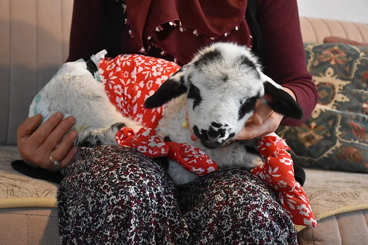 Evinde biberonla beslediği kuzuyla mahallede de geziyor