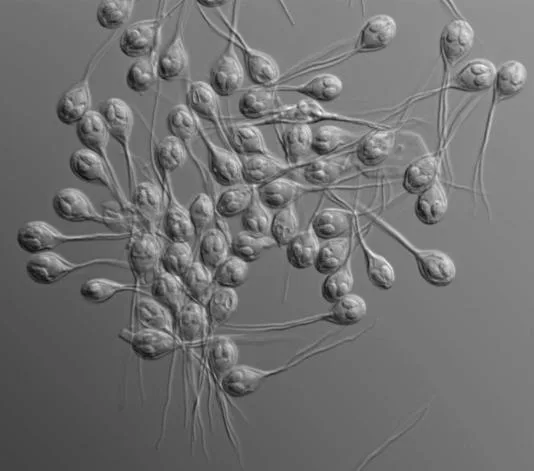 Bilim İnsanları Dünyada Nefes Almayan İlk Hayvanı buldular