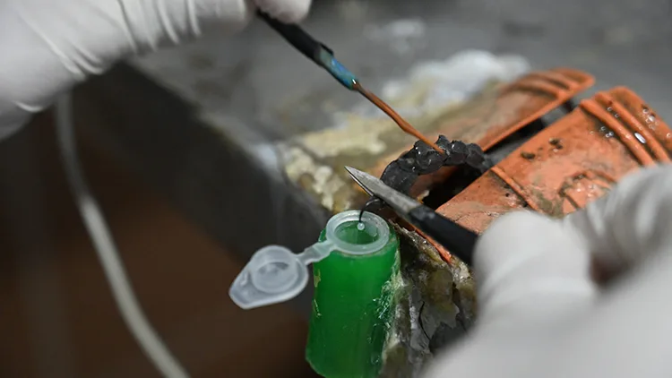 Osmaniyeli girişimci yetiştirdiği akreplerden ayda 20 gram zehir elde ediyor