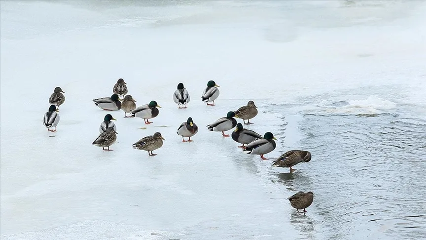 Kars Çayı’nda buzlar arasında yiyecek arayan yeşilbaş ördekler görüntülendi