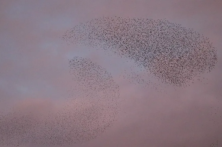 Yozgat’ta sığırcıkların dansı görüntülendi