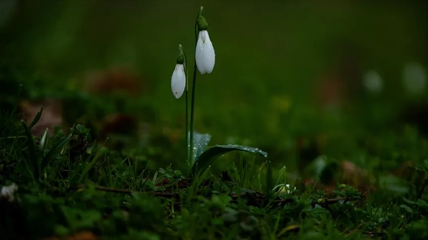Sakarya’da kardelenler erken çiçek açtı
