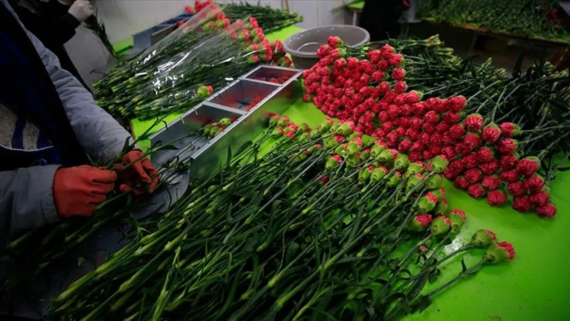 Türkiye’den 80 ülkeye 141 milyon dolarlık çiçek ihracatı