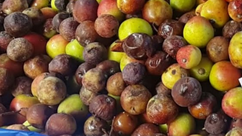 Dağ taş her yerde yetişiyor, şeker hastalığına birebir: 2 yılda olgunlaşıyor, çürüğü yeniyor