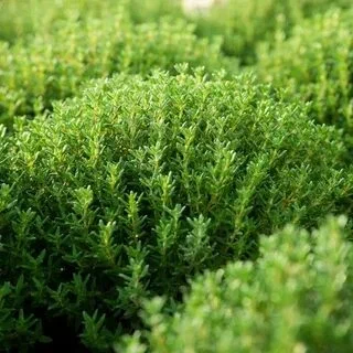 Kekik nedir? İşte inanılmaz yararları..