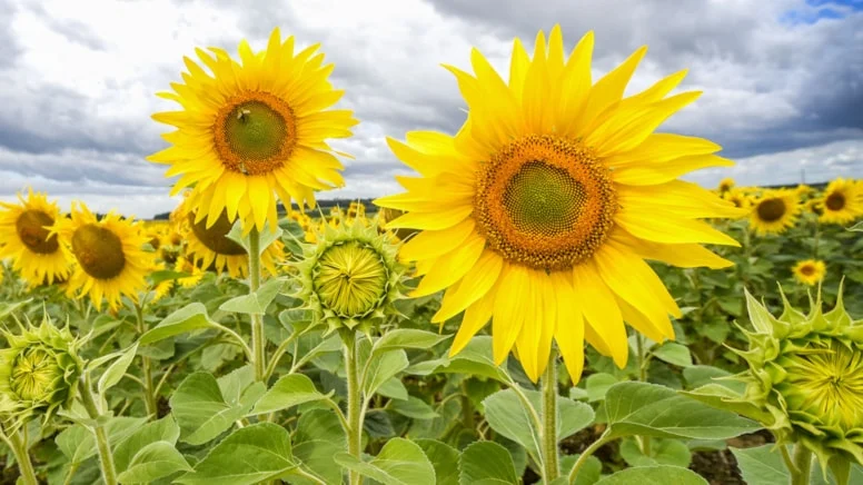 Kuraklık ayçiçeğinde ciddi verim kaybına neden oldu