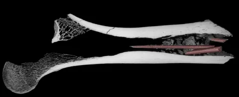 Güney Afrika’da Keşfedilen ve 7.000 Yıl Öncesine Dayanan Dünyanın En Eski Ok Zehiri