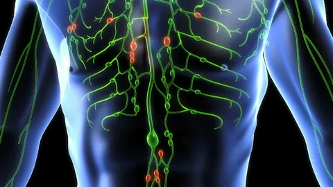 Vücuttaki toksik yükün sağlığa etkileri neler?