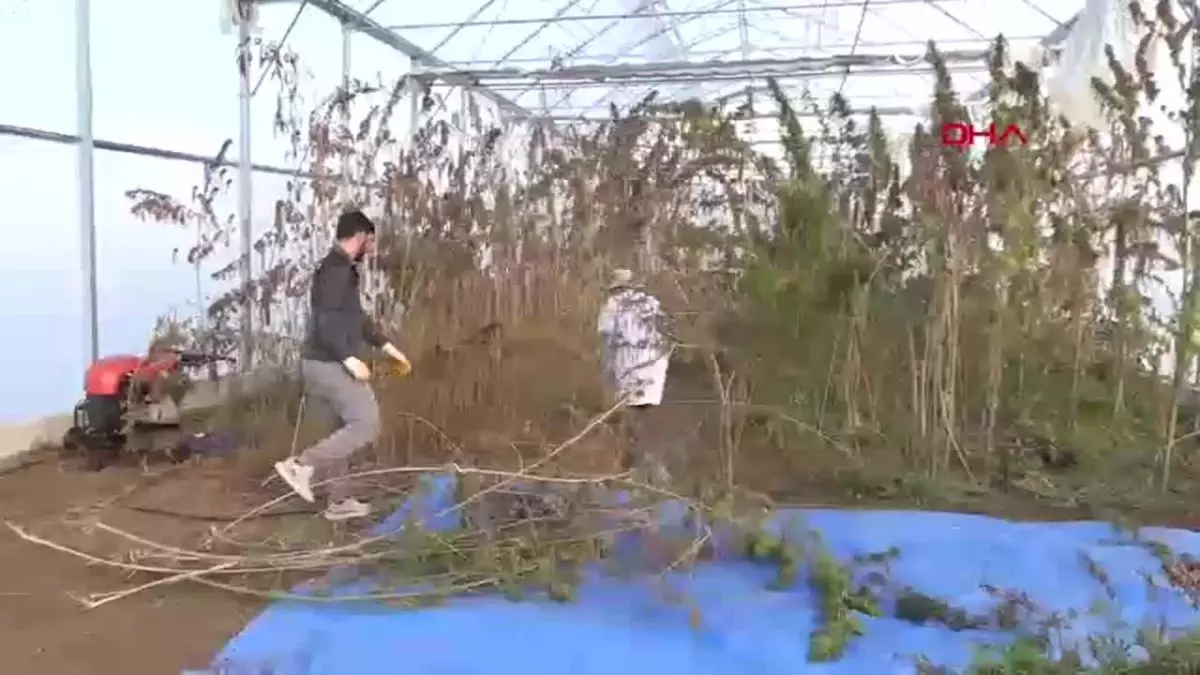 Üçüncü Yerli Kenevir Çeşidi ‘Gizlence’ Hasat Edildi