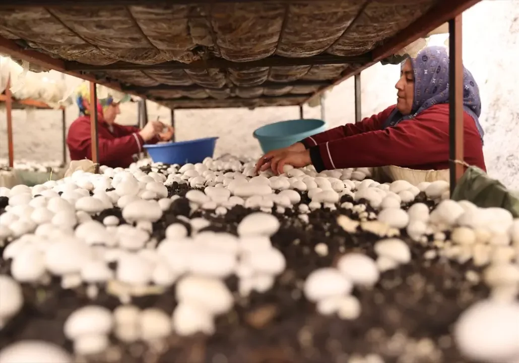 Kooperatif kuran girişimci kadınlar kaya odalarda mantar üretiyor!