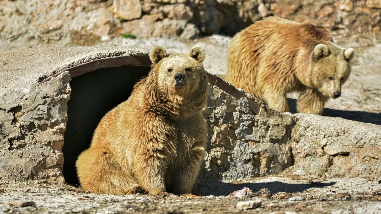 Kış gelmedi, bozayı ailesini uyku tutmadı