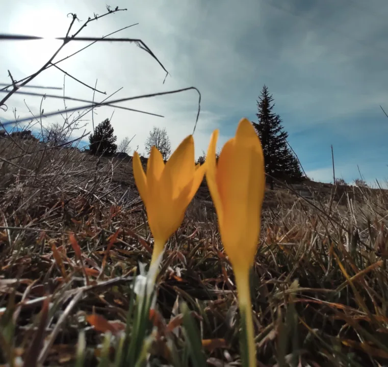 “baharın müjdecisi” olarak anılan çiğdem çiçeği bu yıl erken açtı.