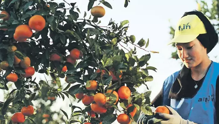 Narenciyede dünya üçüncüsü olduk