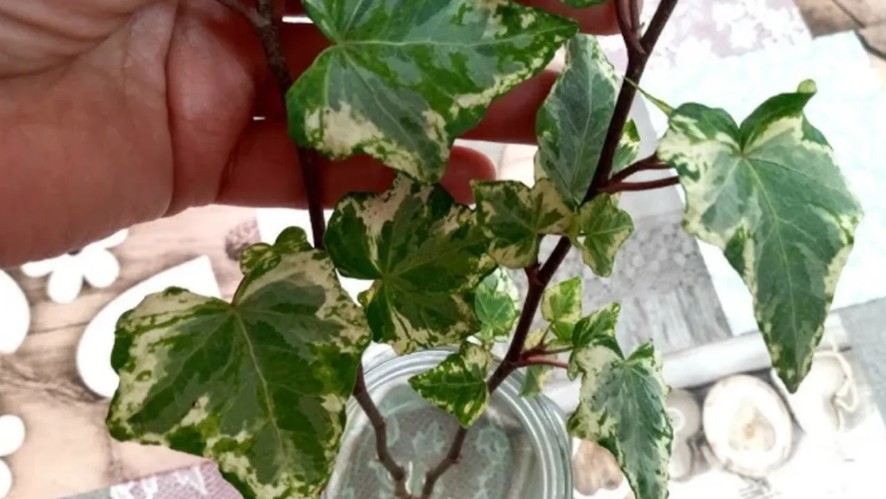 Evde Küf Ve Nem Sorununa Son: İşte Mucizevi Bitki