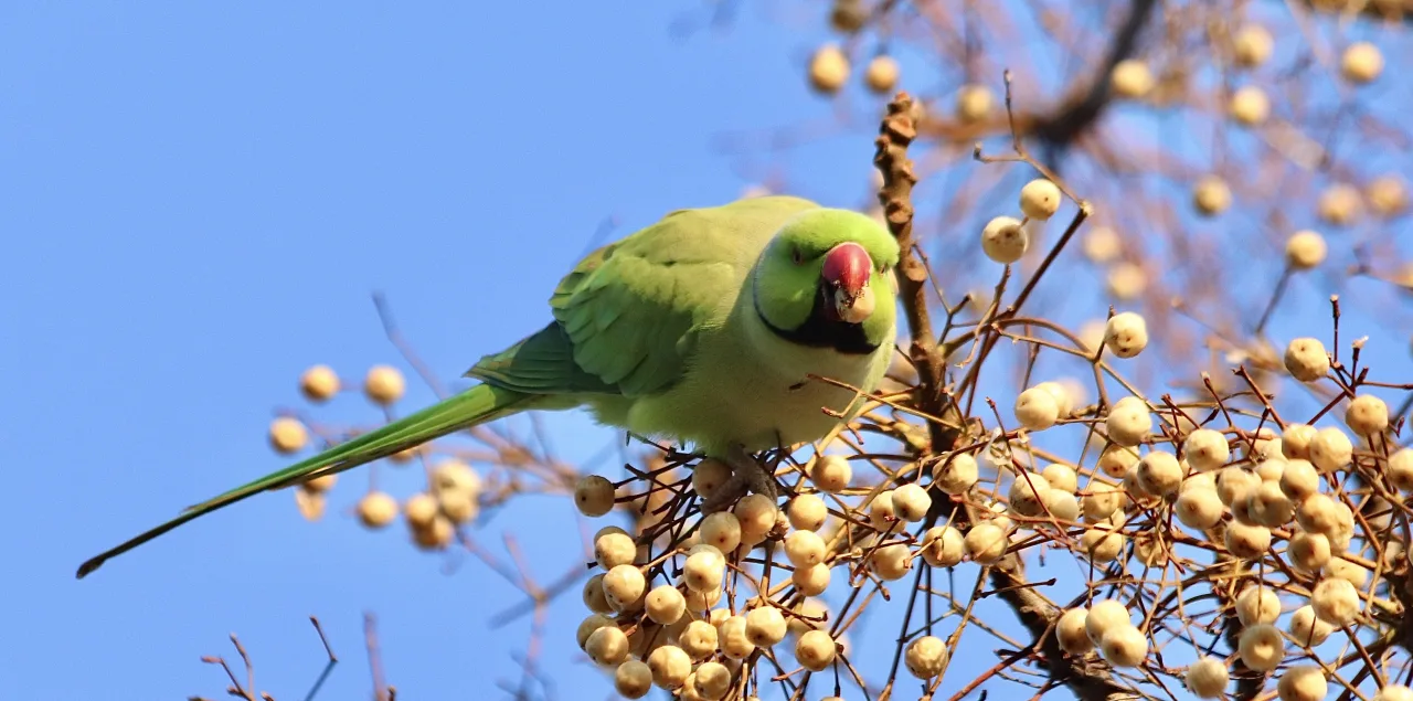 Tarihi Yarımada’nın Yeşil Papağanları
