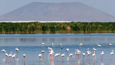 Türkiye’de 131 sulak alan koruma altında