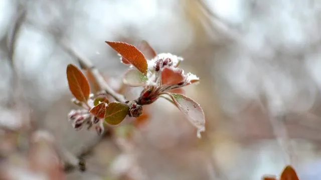 İzmir için soğuk hava ve zirai don uyarısı