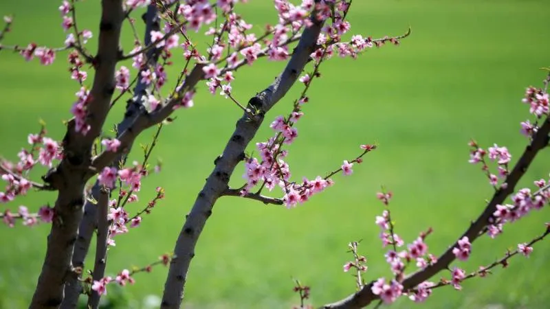 İlk cemre bugün havaya düşecek