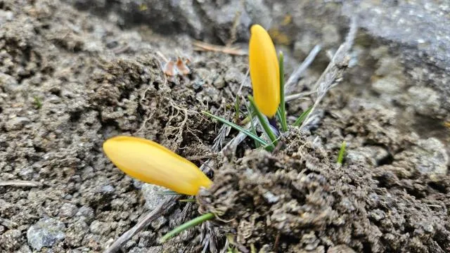 Çankırı’da baharın müjdecisi çiğdemler erken açtı