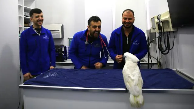 Veterinerlerle dans eden papağan “Ares” ilgi odağı oldu