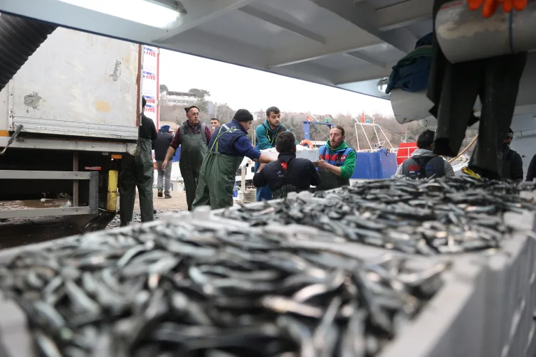 Kar düştü, hamsi bereketiyle geldi